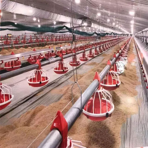 Линия кормления с линией для питьевой воды - Cangzhou Phoenix Breeding Equipment Co., Ltd. - кура-бройлер / из нержавеющей стали / из пластика