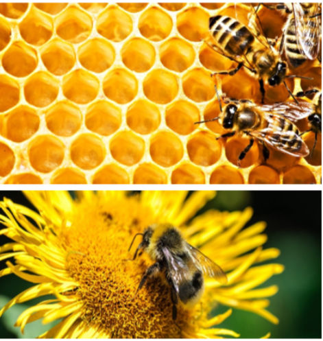 Пищевая добавка для животных - Vitamin E Plus Bee - Extrafarm Albania - для пчел / витамины / минералы