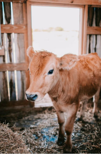 Пищевая добавка для телят - Extra Mix for Calves - Extrafarm Albania - для животных / витамины / минералы