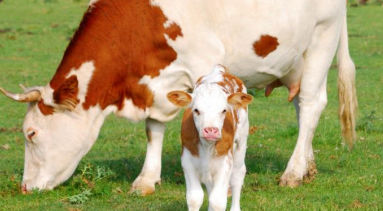 Кормовая добавка для воспроизводства - Fertility Premix - Extrafarm Albania - для животных / для крупного рогатого скота / для коз