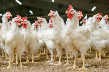 Кормовая добавка для животных - Extra Poultry Mix - Extrafarm Albania - для домашней птицы / витамины / минералы