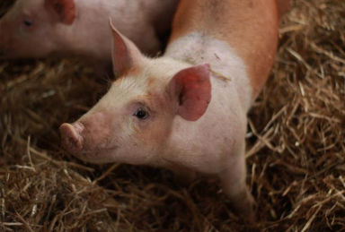 Кормовая добавка для поросят - Extra Piglet Mix - Extrafarm Albania - для животных / витамины / минералы