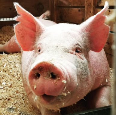 Кормовая добавка для животных - Extra Pig Mix - Extrafarm Albania - для свинины / витамины / минералы