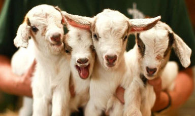 Пищевая добавка для животных - Premix Lamb & Goat Kid - Extrafarm Albania - для коз / для овец / витамины