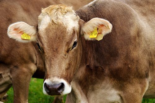 Кормовая добавка для животных - Extra Energy - Extrafarm Albania - для крупного рогатого скота / для коз / для овец