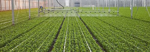 Ирригационная рампа для теплицы - Resif Greenhouse Technologies - кормление с помощью труб / подвесная / с пультом управления