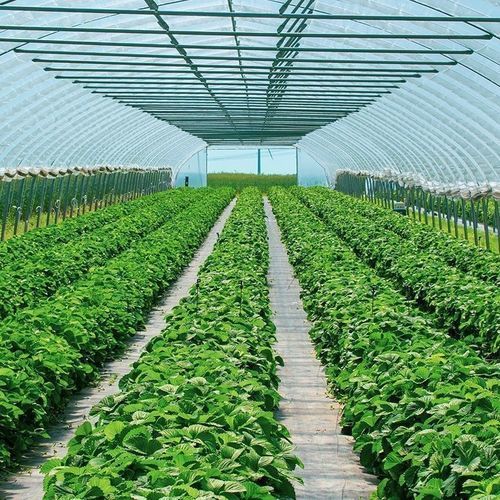 Туннельная теплица - Economic  - Resif Greenhouse Technologies - из пластика