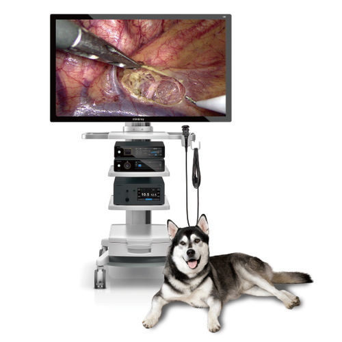 Жесткий ветеринарный эндоскоп - Vetina CS7 - Shenzhen Mindray Animal Medical Technology Co., Ltd. - для небольших животных / пищеварительный / переносной