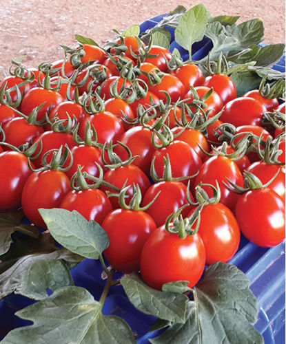 Красный семена томатов - SEMBOL F1 - Manier Seeds - устойчивый к мозайке / для тепличных культур