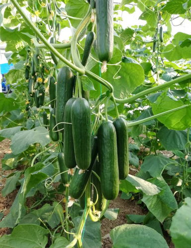 Семена огурцов устойчивое к мозайке - MRC 05 F1 - Manier Seeds - осеннее / зеленое / цилиндрическое