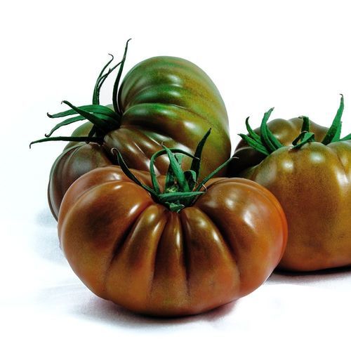 Красный семена томатов - KUNURI - Manier Seeds - полуранний / для тепличных культур