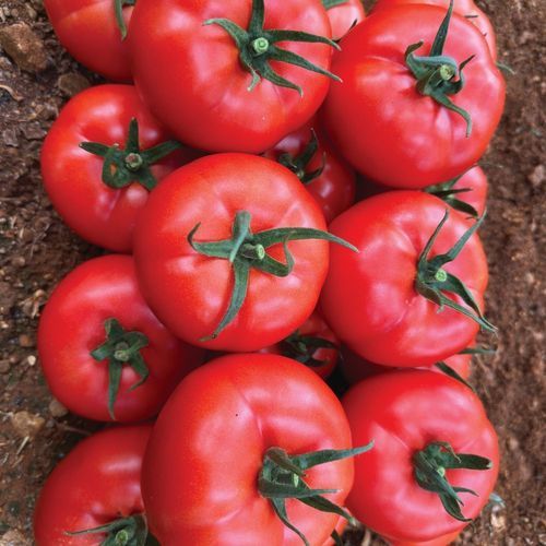 Красный семена томатов - HEDEF PLUS - Manier Seeds - круглый / для тепличных культур