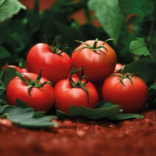 Красный семена томатов - DİRİLİŞ - Manier Seeds - полуранний / круглый