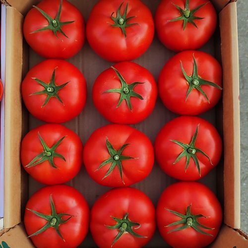 Красный семена томатов - NARİSU - Manier Seeds - круглый / для тепличных культур