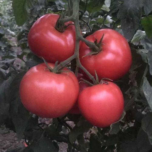 Розовый семена томатов - KARANFİL - Manier Seeds - полуранний / круглый