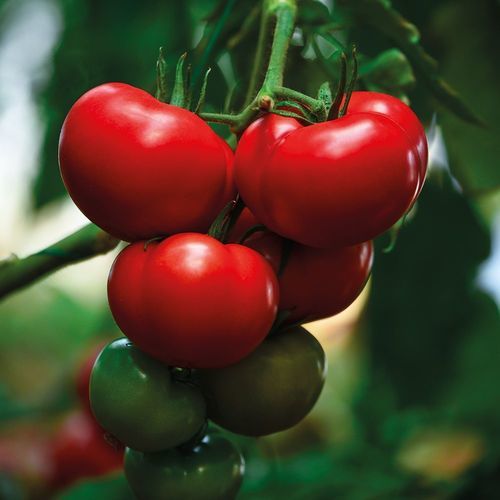 Красный семена томатов - HEDEF - Manier Seeds - ранний / для тепличных культур