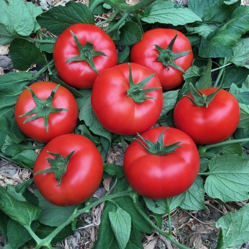 Красный семена томатов - NUSRET - Manier Seeds - круглый / для тепличных культур
