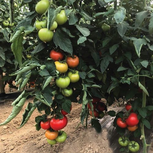 Красный семена томатов - TİRYAKİ - Manier Seeds