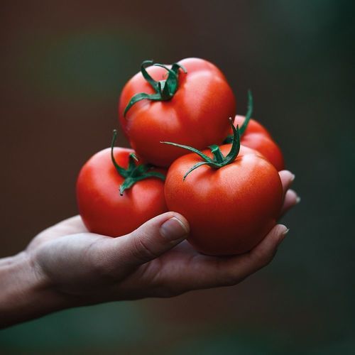 Красный семена томатов - TURKUAZ - Manier Seeds - ранний