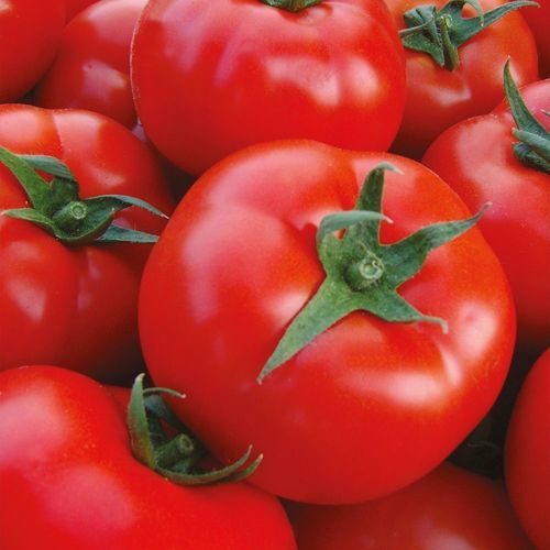 Красный семена томатов - ŞAHMAT - Manier Seeds - очень ранний / для тепличных культур