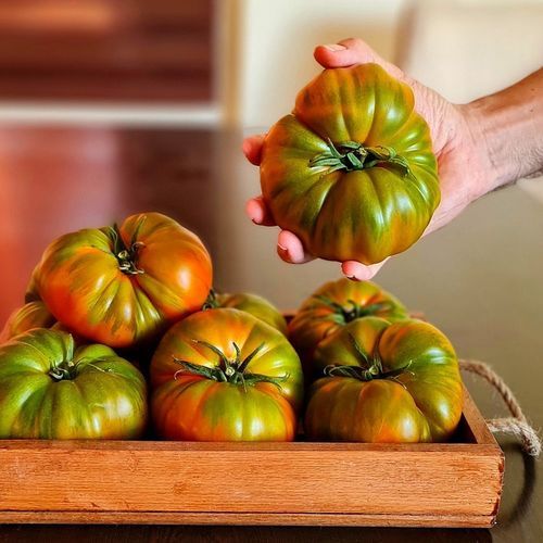 Красный семена томатов - DİLİMKAYA - Manier Seeds - полуранний / для тепличных культур