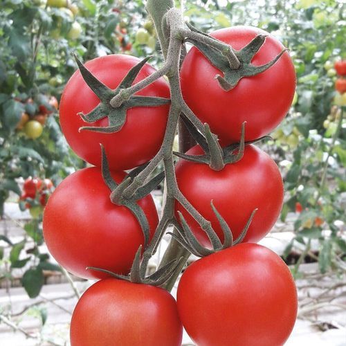 Красный семена томатов - SENCRON - Manier Seeds - круглый / гидропонный