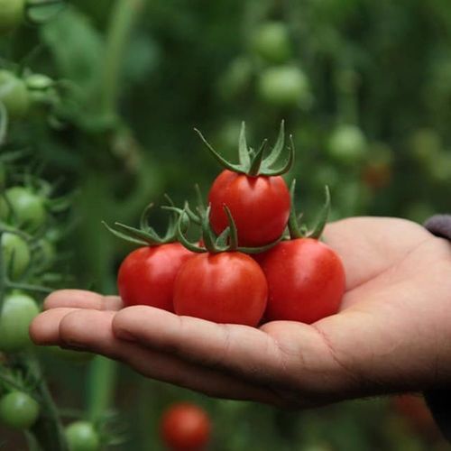 Красный семена томатов - ÖRGÜ - Manier Seeds - полуранний / круглый