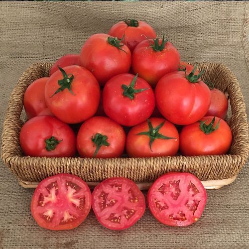 Красный семена томатов - GÖZDE - Manier Seeds - полуранний