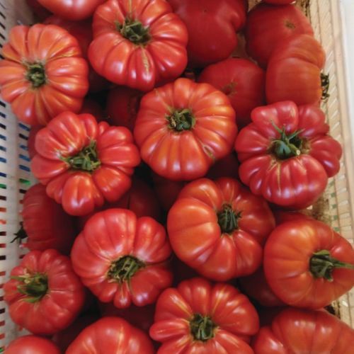 Розовый семена томатов - ŞİLEM - Manier Seeds