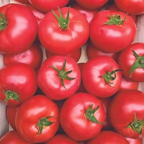 Розовый семена томатов - ROZAFA - Manier Seeds
