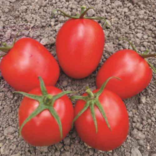 Красный семена томатов - JEREMY - Manier Seeds - полуранний / для тепличных культур