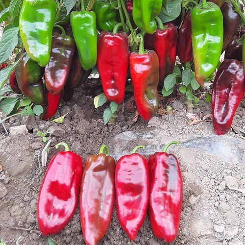 Весеннее семена сладкого перца - KAPTO - Manier Seeds - осеннее / для тепличных культур / красное