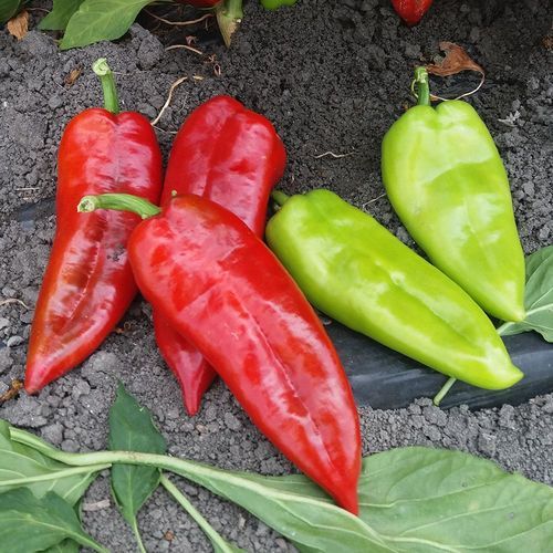 Красное семена сладкого перца - KOPERTA - Manier Seeds - зеленое