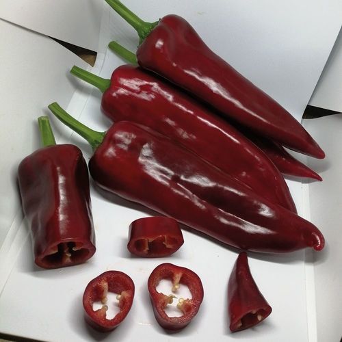 Полураннее семена сладкого перца - MRP 8009 - Manier Seeds - весеннее / осеннее / для тепличных культур