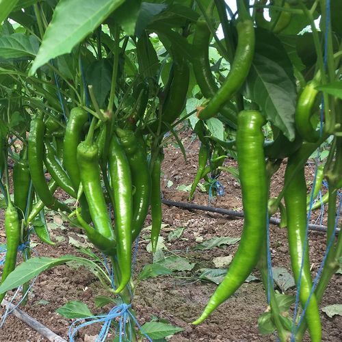Раннее семена сладкого перца - DERCAN - Manier Seeds - зеленое