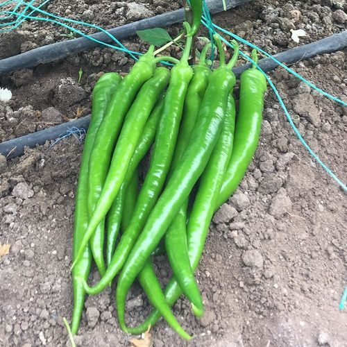 Раннее семена сладкого перца - DERMAN - Manier Seeds - для тепличных культур / зеленое