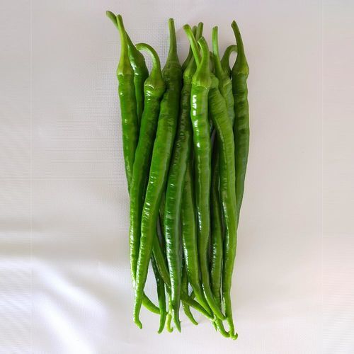 Раннее семена сладкого перца - HAKİM - Manier Seeds - для тепличных культур / зеленое