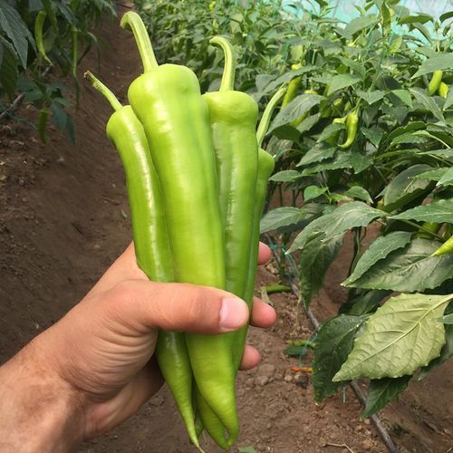 Раннее семена сладкого перца - SİMAY - Manier Seeds - зеленое