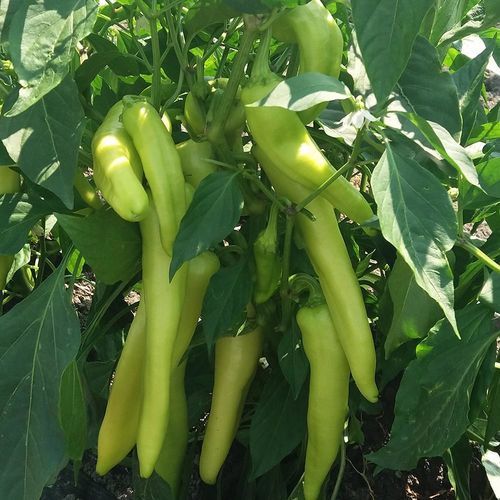 Семена сладкого перца для тепличных культур - MRP 9011 - Manier Seeds - зеленое