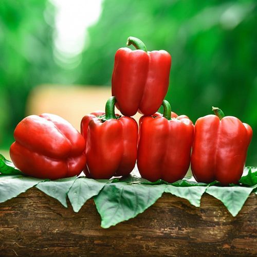 Полураннее семена сладкого перца - CALINUS - Manier Seeds - красное / зеленое