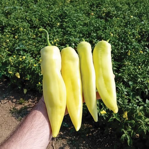 Семена сладкого перца для тепличных культур - GENT - Manier Seeds - зеленое