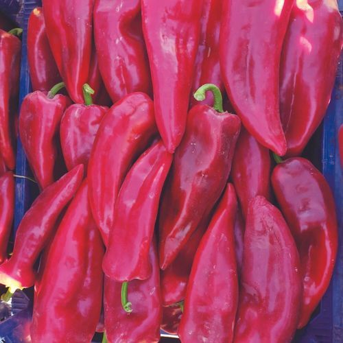 Красное семена сладкого перца - MRP 8006 - Manier Seeds - зеленое