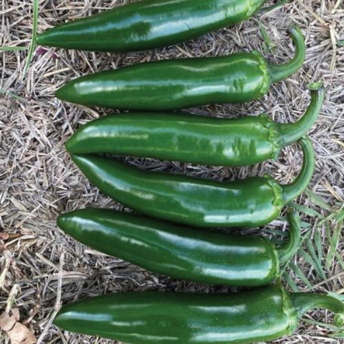 Семена сладкого перца для тепличных культур - MRP 1295 - Manier Seeds - красное / зеленое