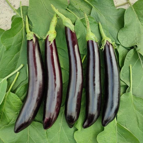 Семена баклажана для тепличных культур - MRE 2008 - Manier Seeds - цилиндрическое
