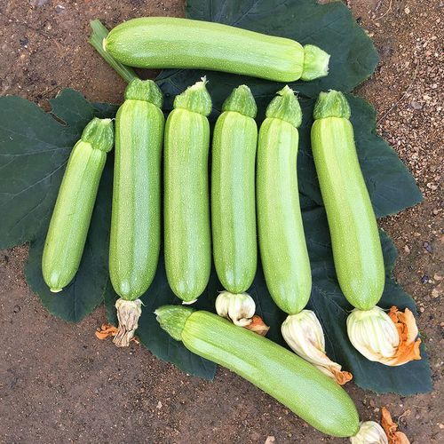 Раннее семена тыквы - TARGET - Manier Seeds - весеннее