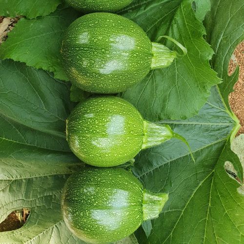 Семена кабачков устойчивое к оидиуму - MRS 8029 - Manier Seeds - осеннее / для тепличных культур / зеленое