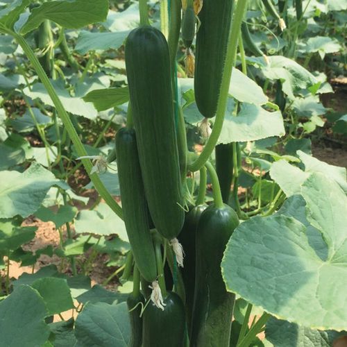 Раннее семена огурцов - MRC 05 - Manier Seeds - весеннее / осеннее / для тепличных культур