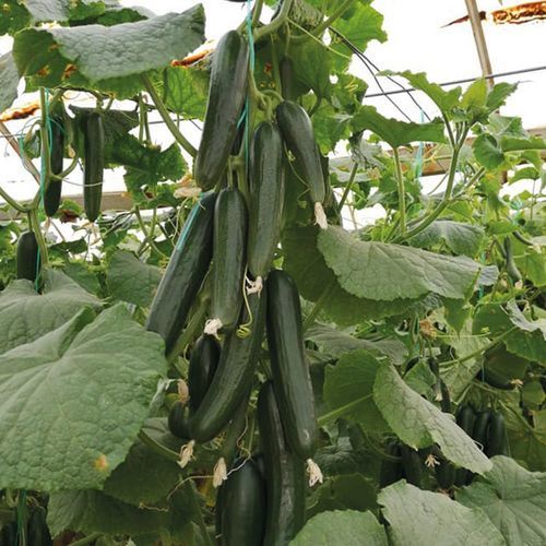 Весеннее семена огурцов - KUATRO - Manier Seeds - осеннее / для тепличных культур / зеленое