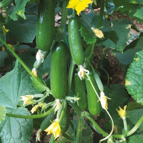 Раннее семена огурцов - ATOM - Manier Seeds - весеннее / осеннее / летнее