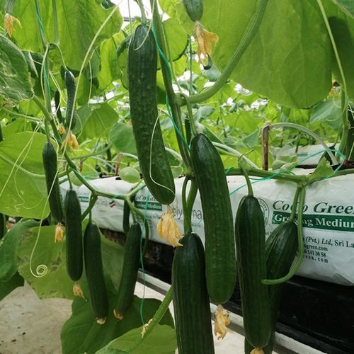 Очень раннее семена огурцов - BESTA - Manier Seeds - весеннее / осеннее / зеленое